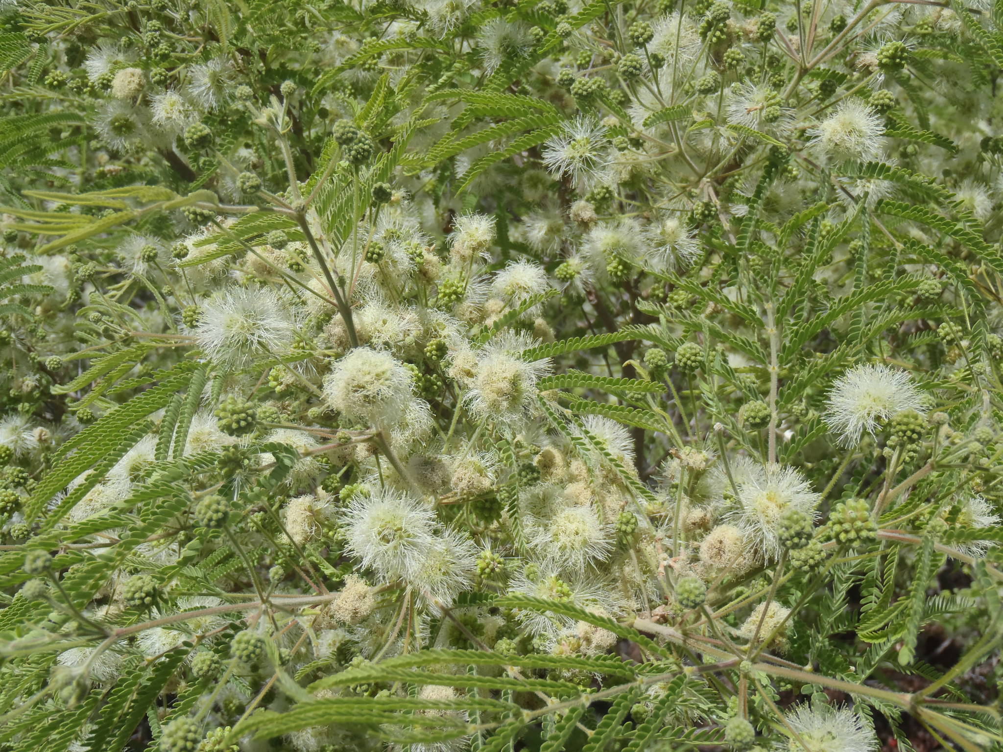 Lysiloma acapulcensis 